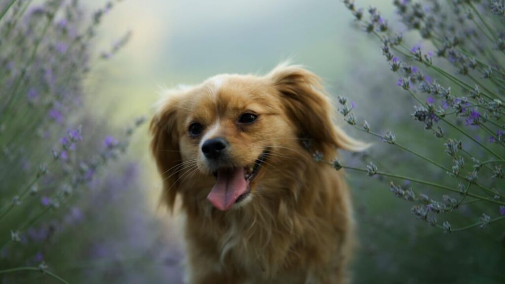 A cheerful golden-brown dog
