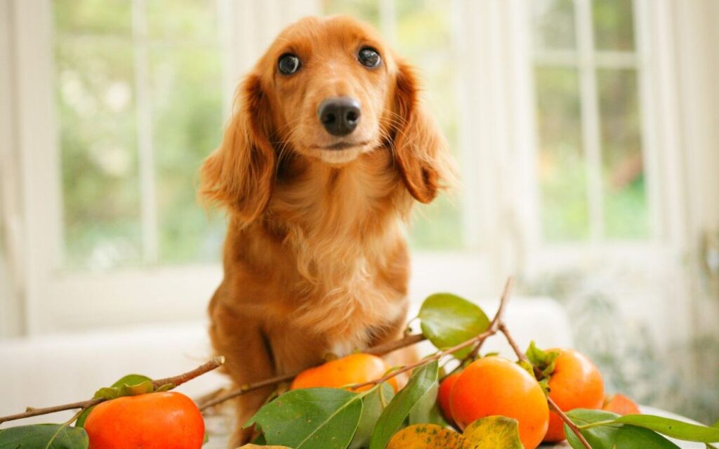 A golden-brown dachshund puppy
