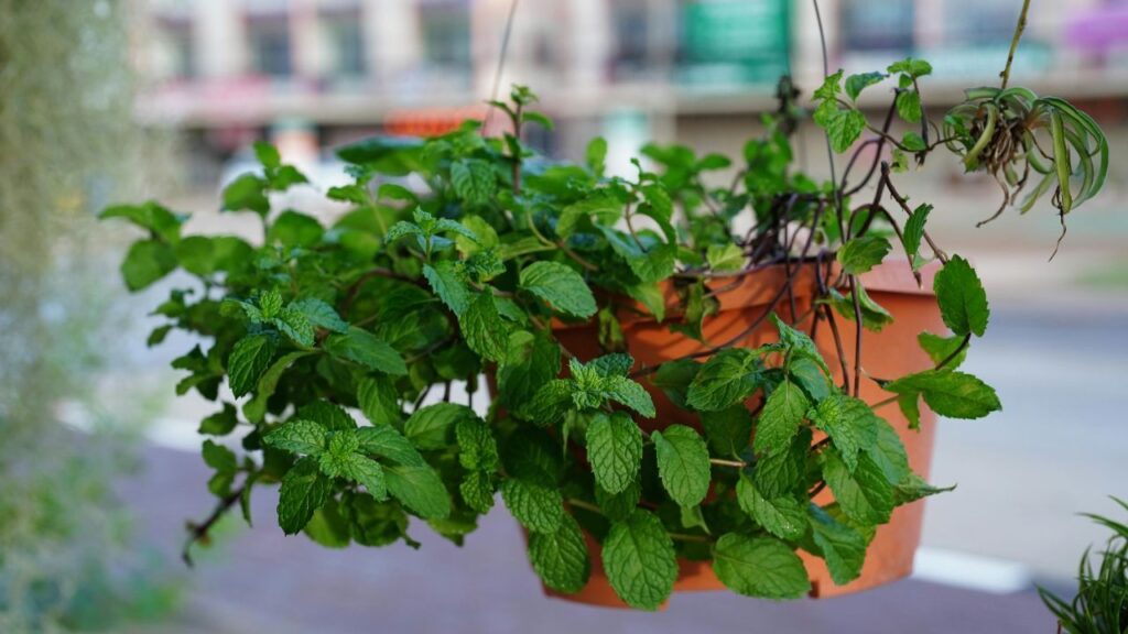 Peppermint leaves