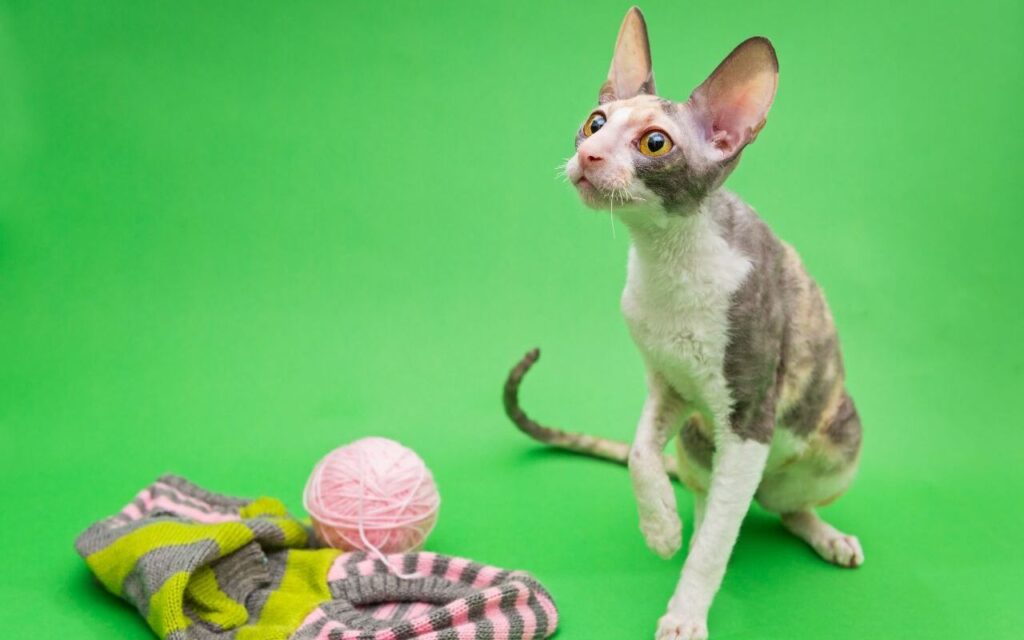 Cornish Rex