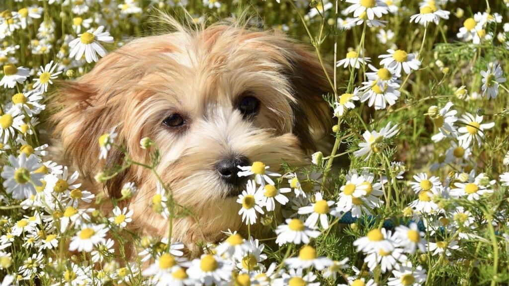 Chamomile
