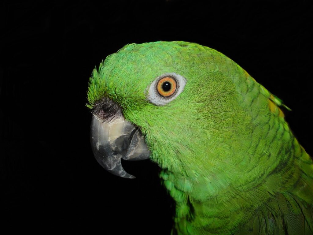 Yellow-Naped Amazon
