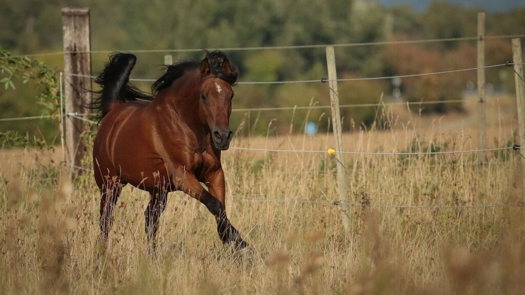 A spirited brown horse
