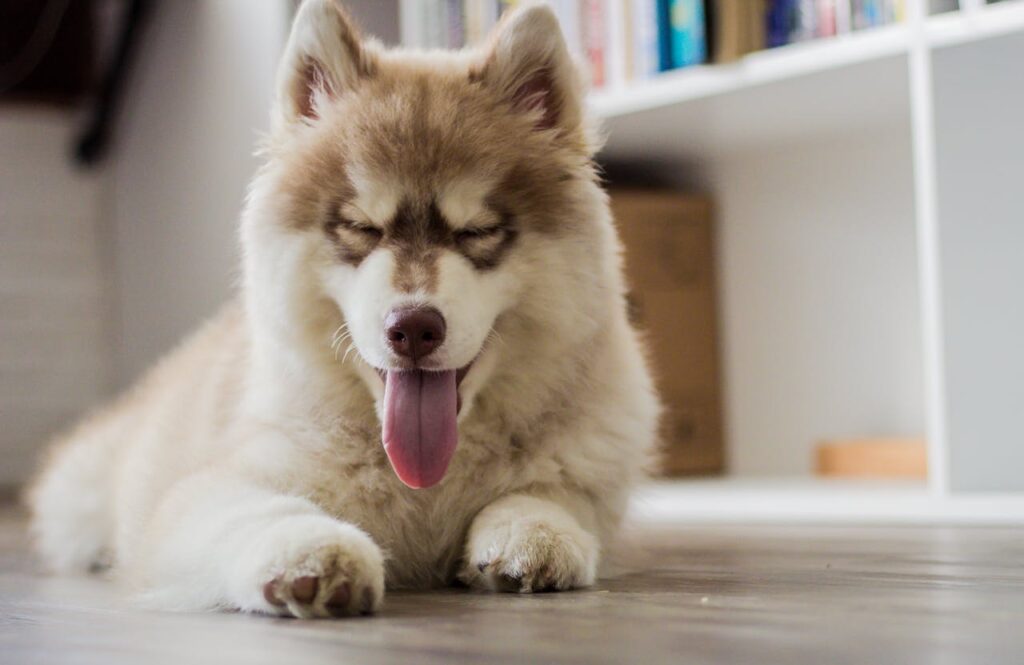 Siberian Huskey