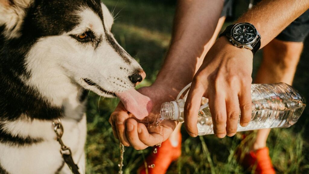A dog drinking water