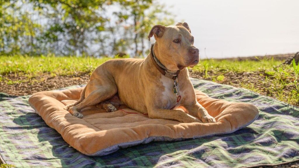 A dog lying on a cozy blanket near a calm body of water