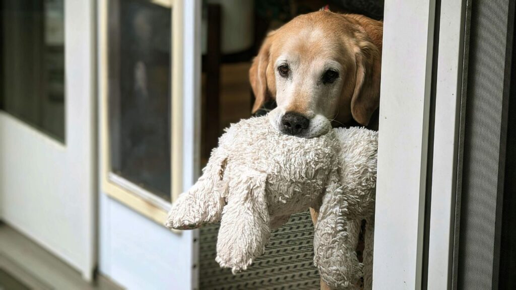A golden retriever holding a fluffy, white stuffed animal