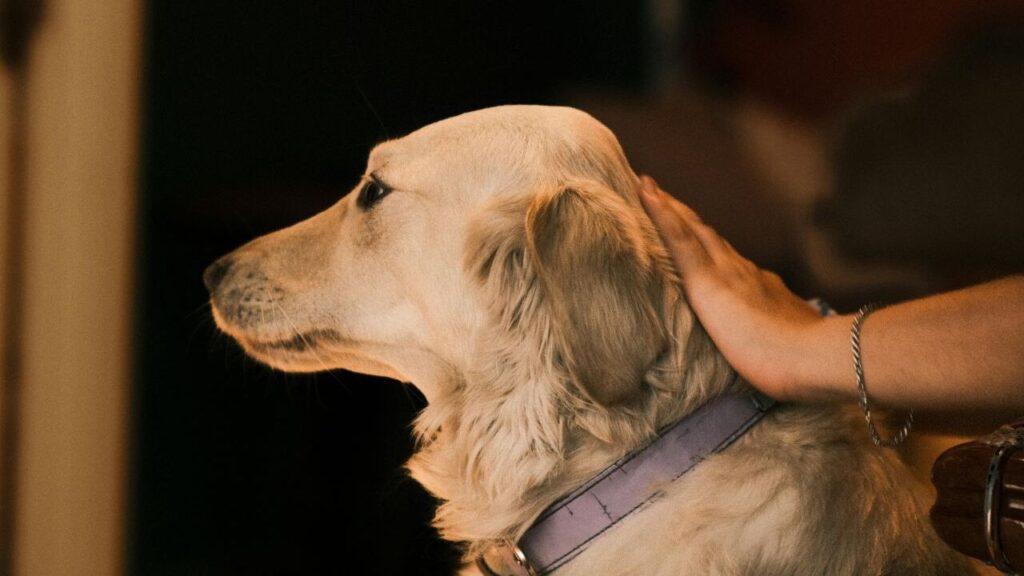 A golden retriever sits calmly