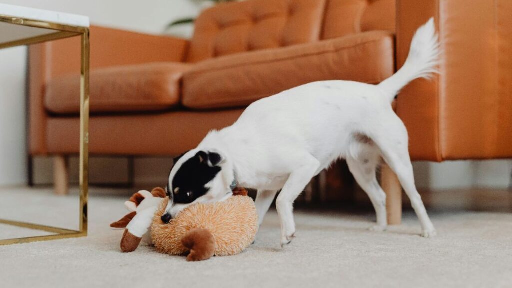 A small white dog with black patches