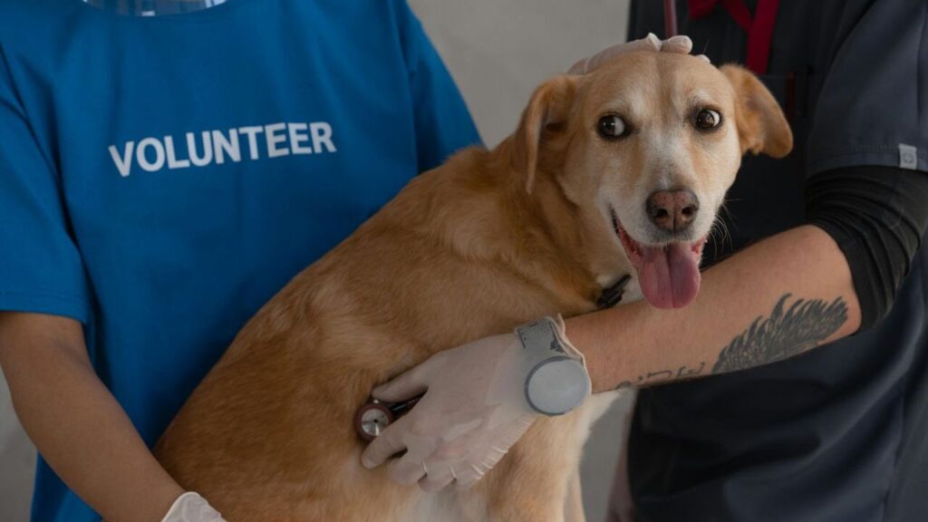 A smiling tan dog is being examined by two people