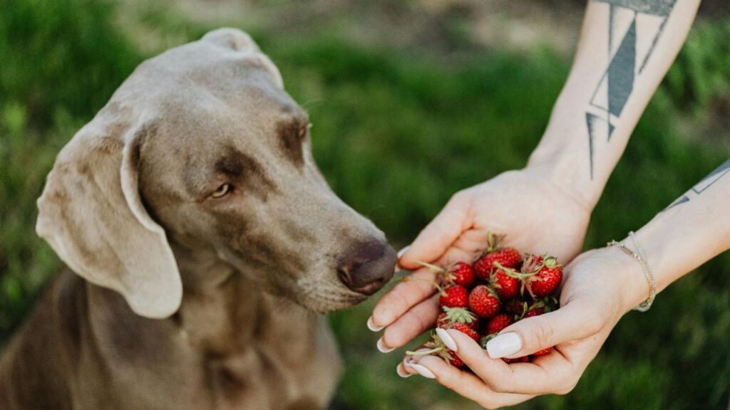 A light gray dog curiously gazes at ripe strawberries