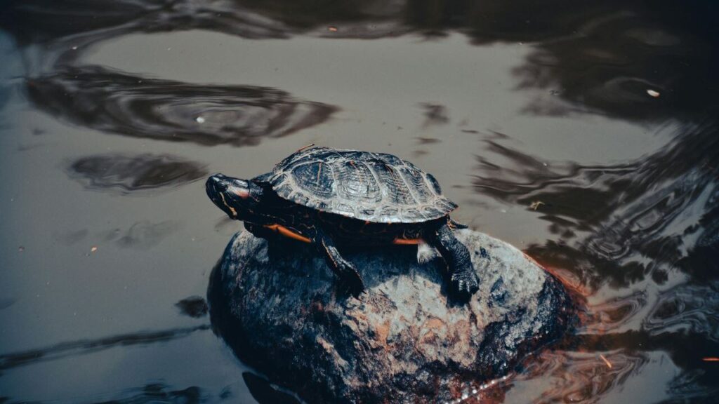 Turtle on rock