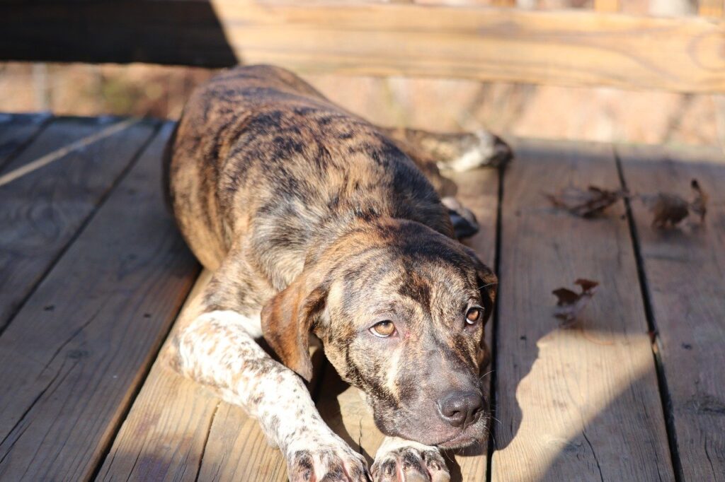 Brindle Dog