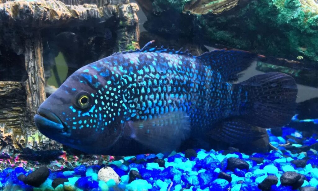 Electric Blue Jack Dempsey
