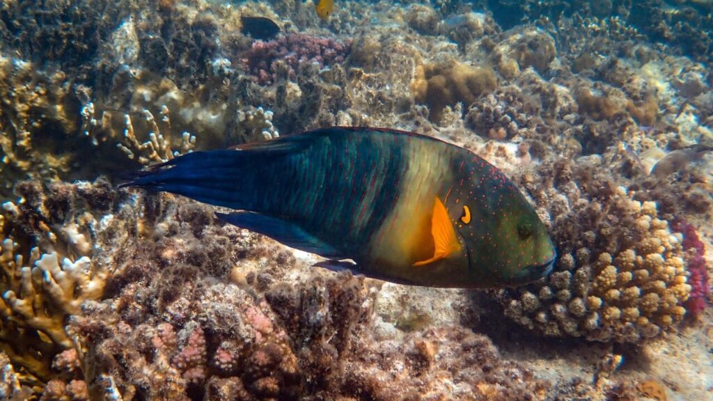 Parrotfish