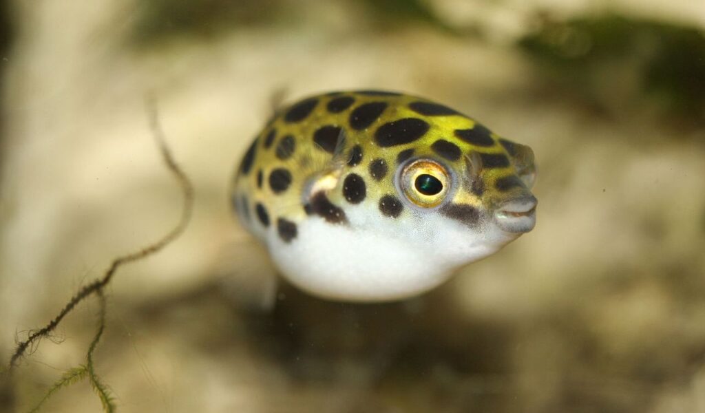 Green Spotted Pufferfish