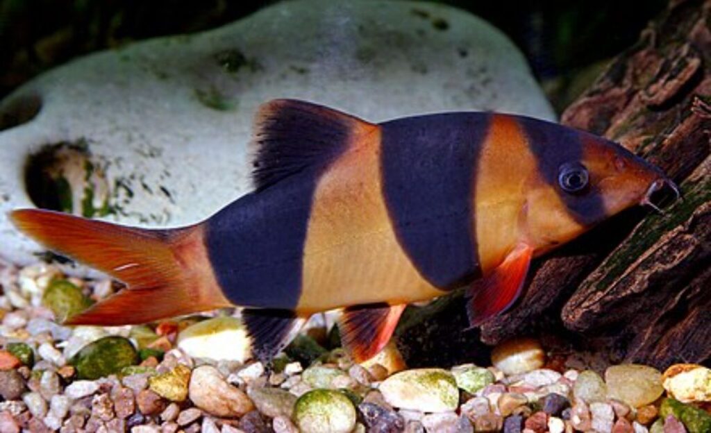 Clown Loach