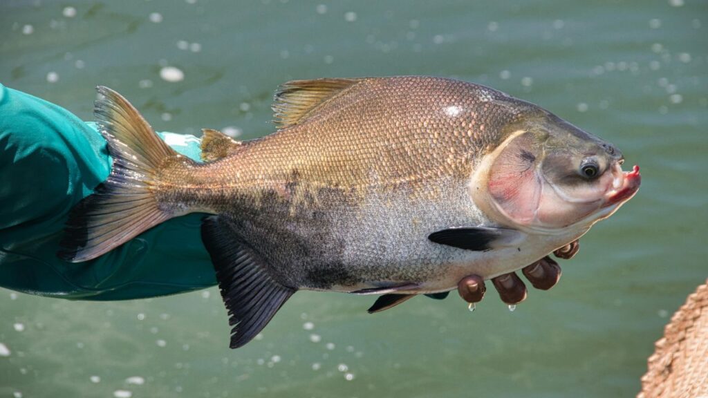 Pacu
