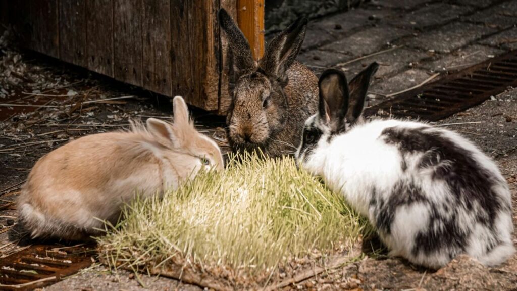 rabbits