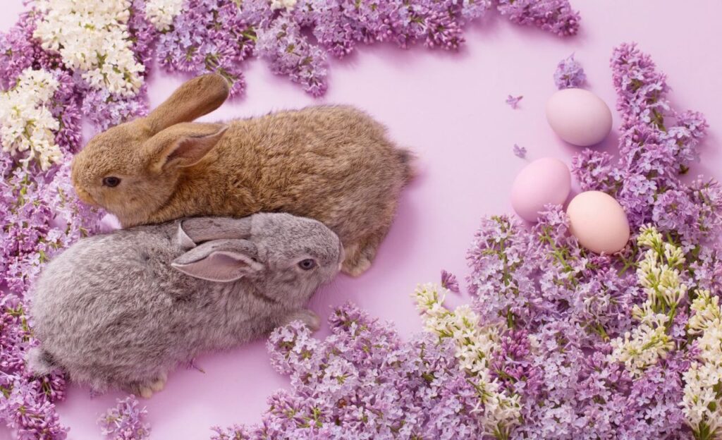 rabbit with Lavender