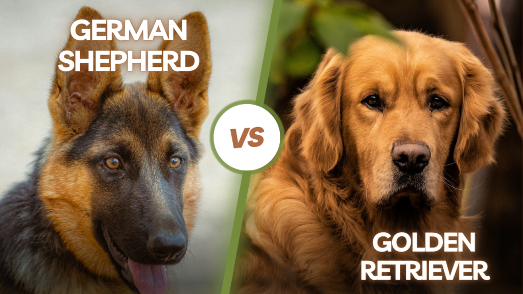 Golden Retriever or German Shepherd