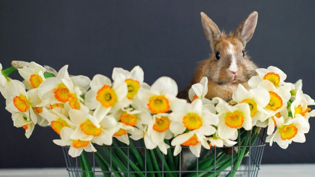 rabbit with Daffodils
