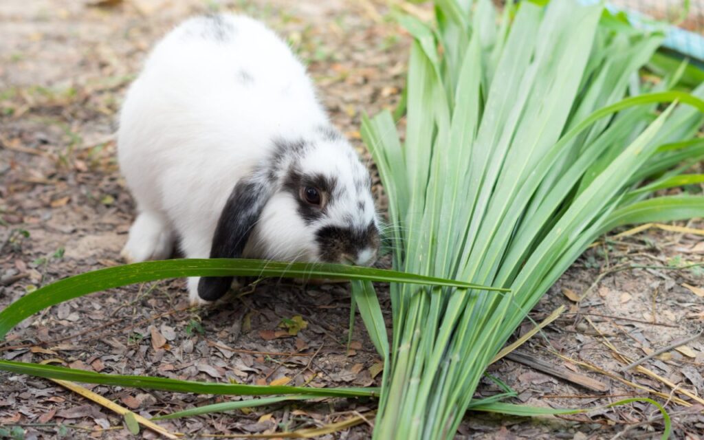 rabbit with Chives
