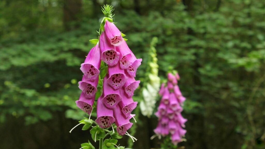 Foxgloves