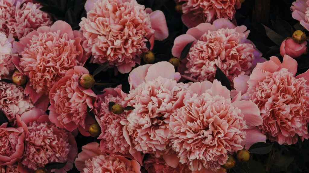 Peonies