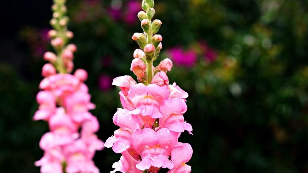 Snapdragons