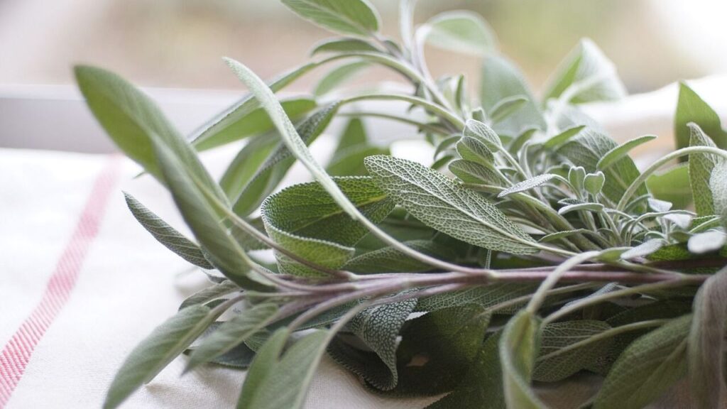 Sage