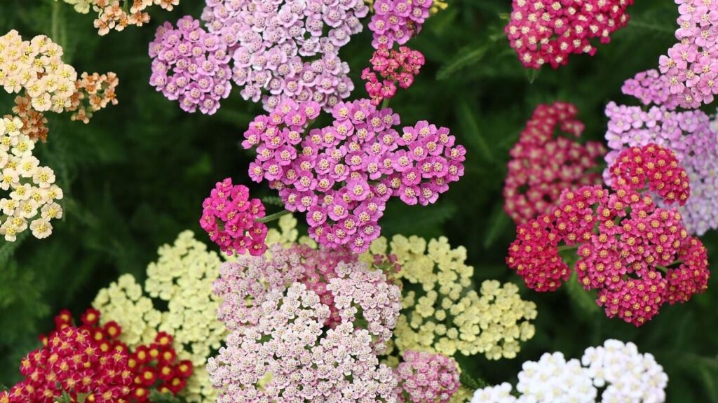 Yarrow