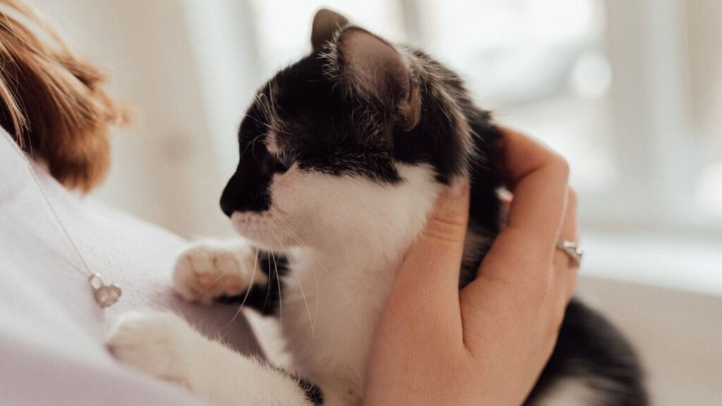 Black and white cat in arms
