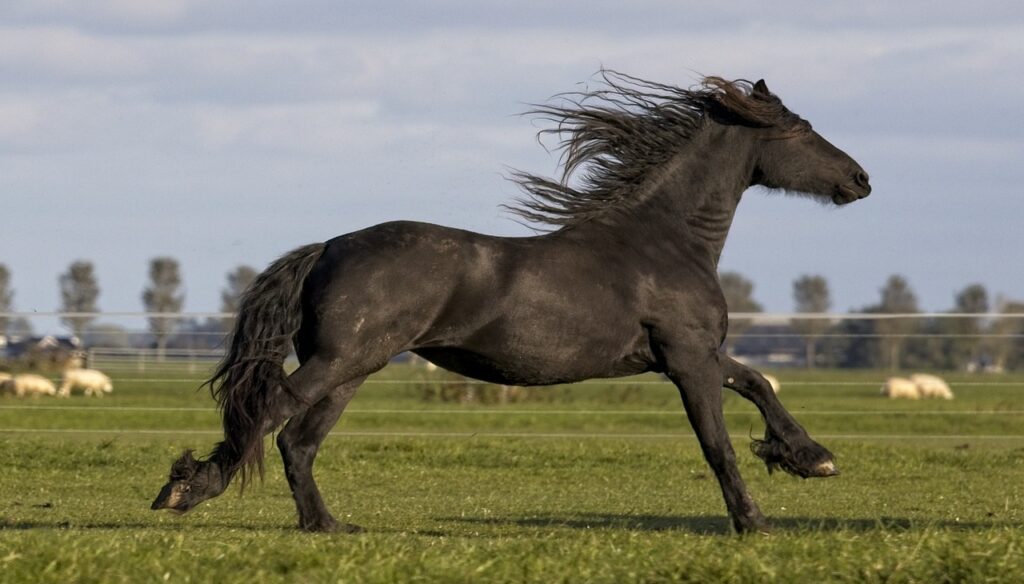 Friesian Horse
