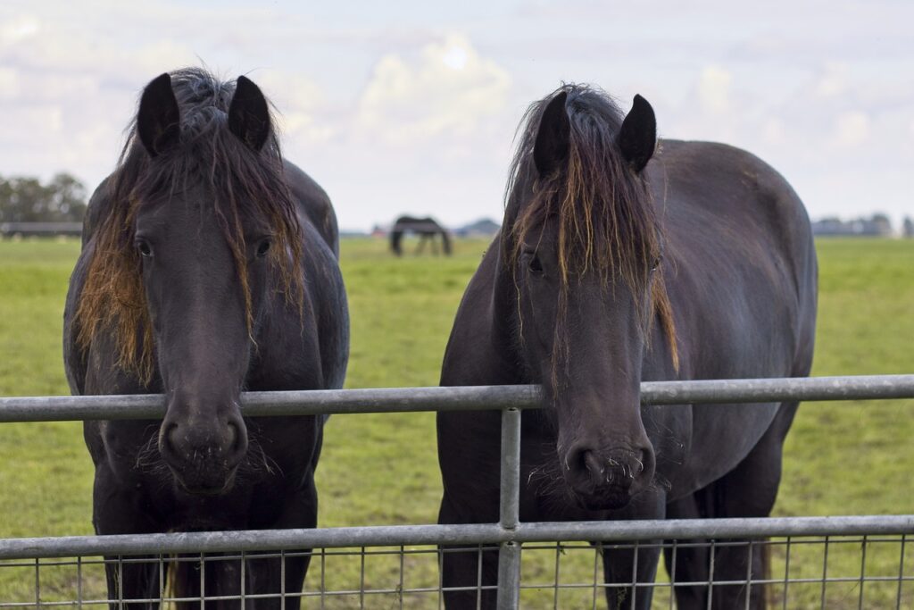 Friesian Horse