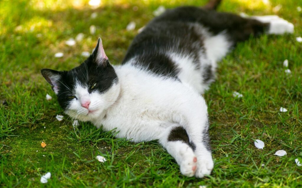 Domestic Shorthair Cat