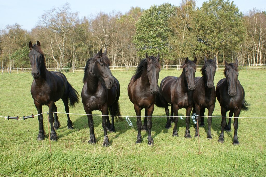 Friesian Horse