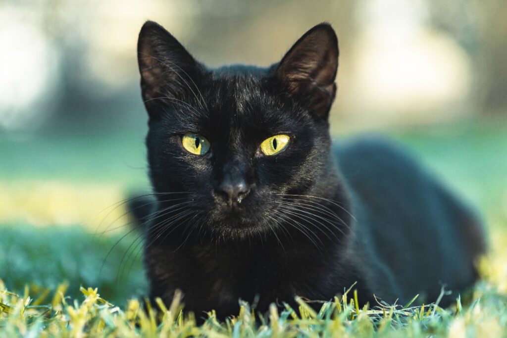 Bombay Cat