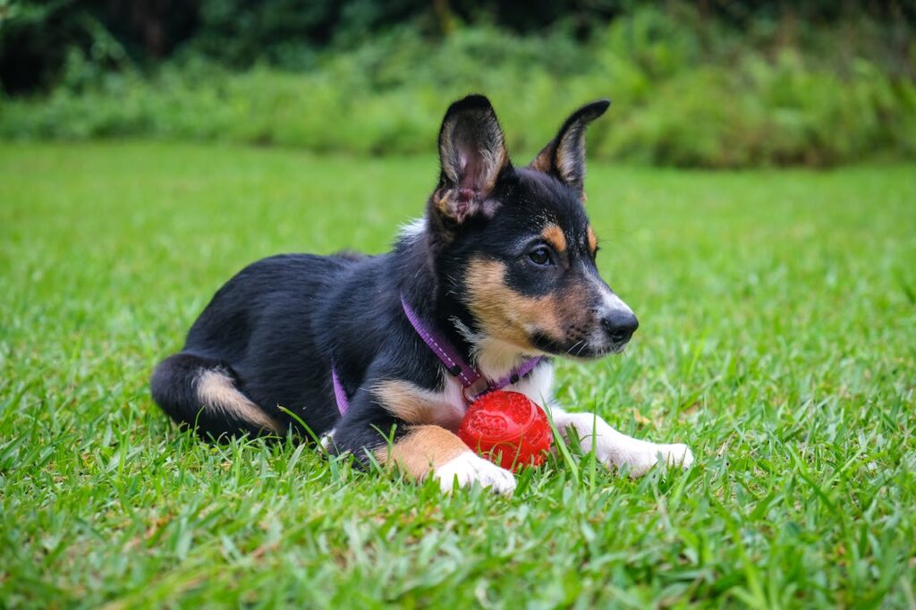 A black dog on grass