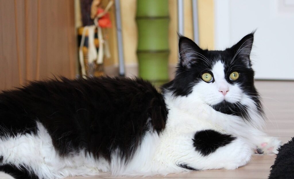 Black and White Maine Coon