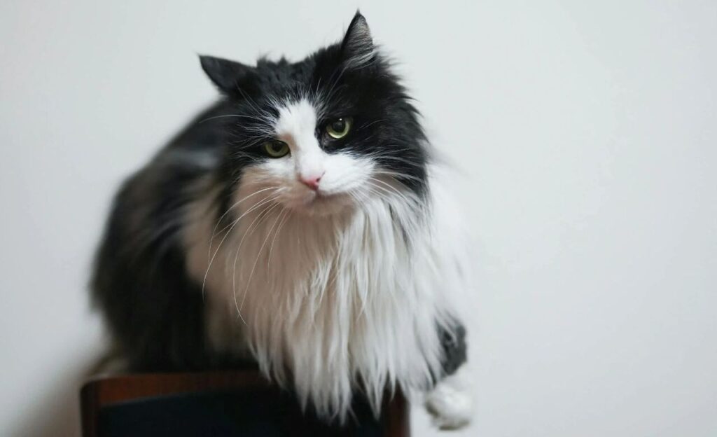 Black and White Norwegian Forest Cat