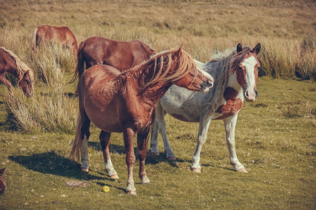 Welsh Pony and Cob