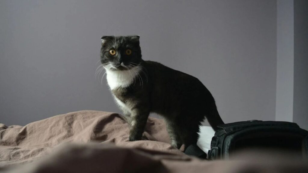 black and white Scottish fold