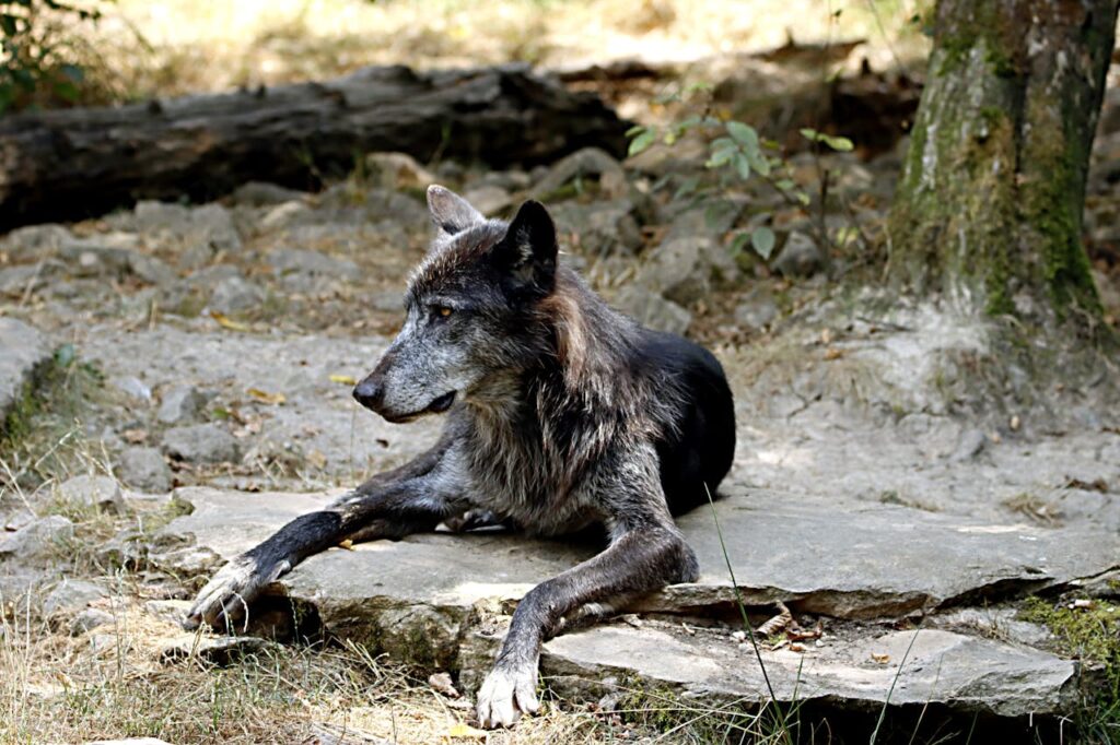 wolfdog