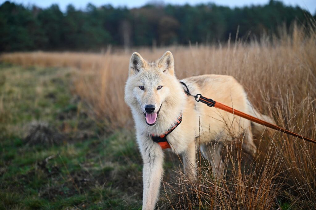 wolfdog