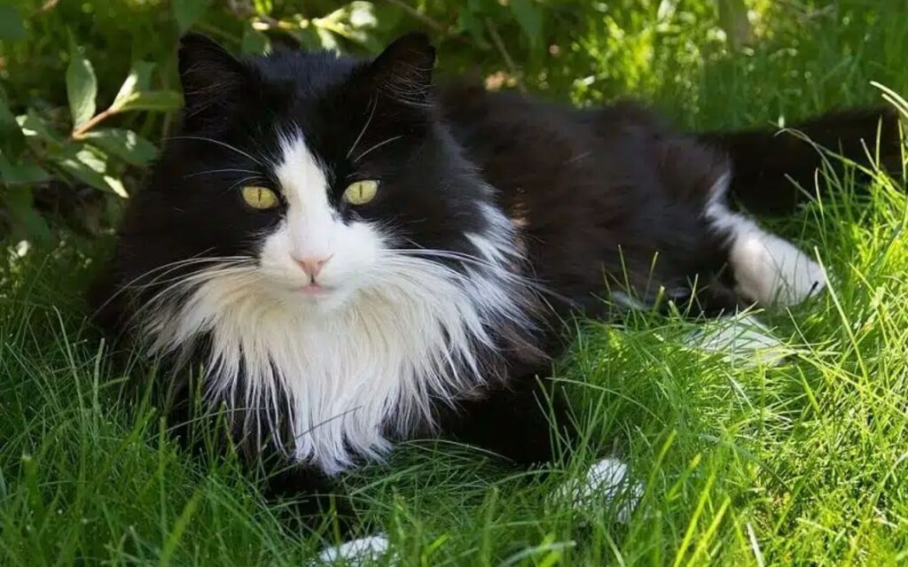 Domestic Long Hair cat
