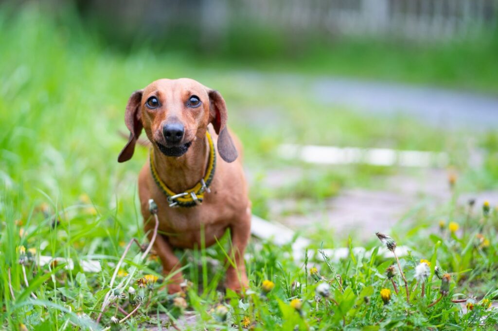 Mini Dachshund