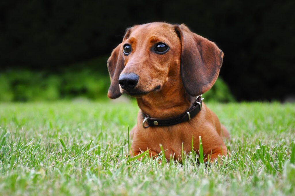 Mini Dachshund