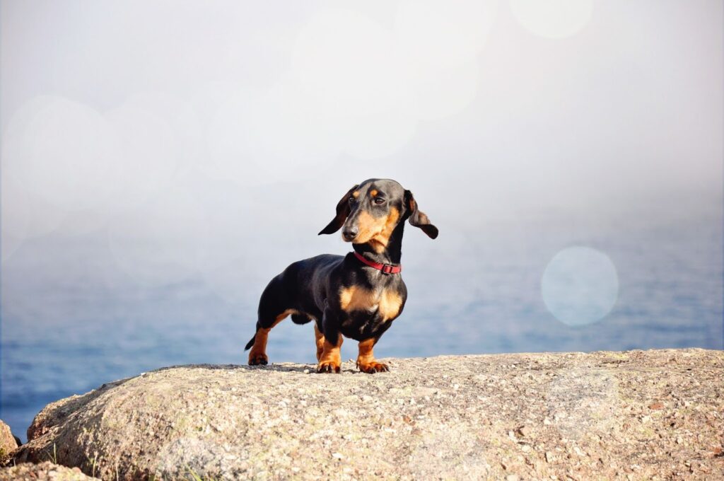 Mini Dachshund