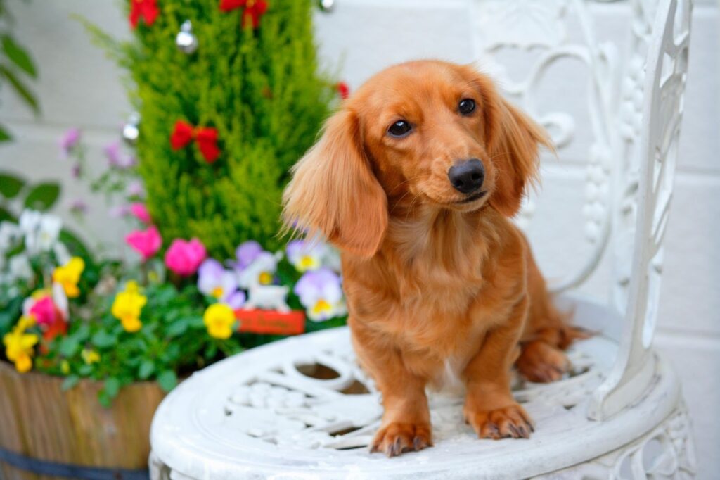 Mini Dachshund